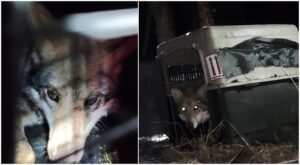 Liberaron loba mexicana en Chihuahua; vuelve plan de reintroducción