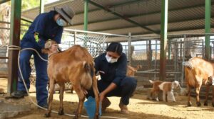 Baja California Sur producirá 10 mil cabezas de ganado caprino en 2026