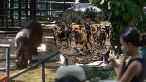 Jauría irrumpe en zoológico de Mérida y mata a seis animales