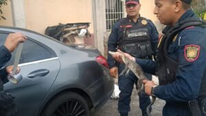 Policías rescatan a un caimán hallado dentro de una vivienda en Álvaro Obregón