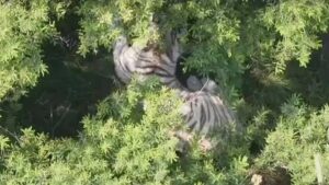 Localizan tigre de Bengala tras días de búsqueda en Edomex